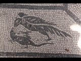 08232 ostia - regio v - insula ii - domus della fortuna annonaria (v,ii,8) - raum (9) - mosaik - vogel.jpg